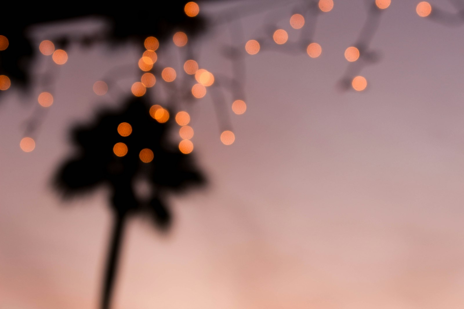 Warm string lights glowing behind palm fronds at dusk