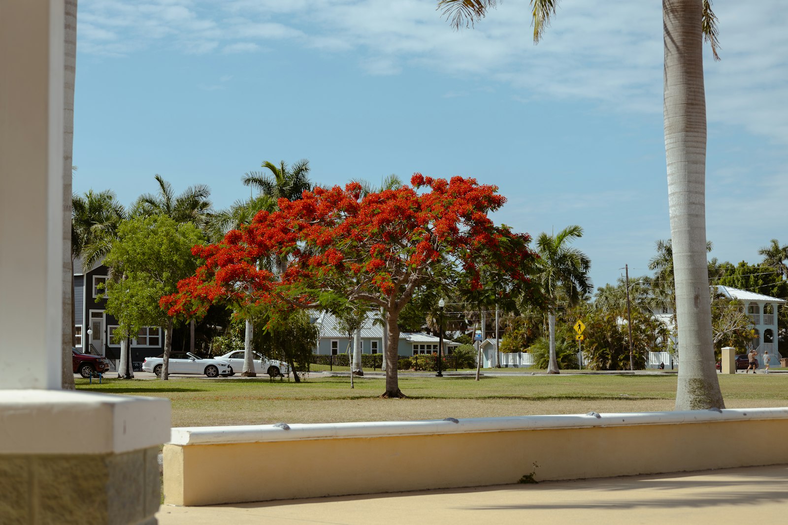 A flowering red tree among palms on a sunny street