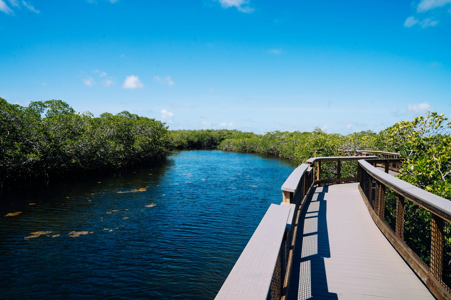 A wooden boardwalk alongside mangroves and calm blue water